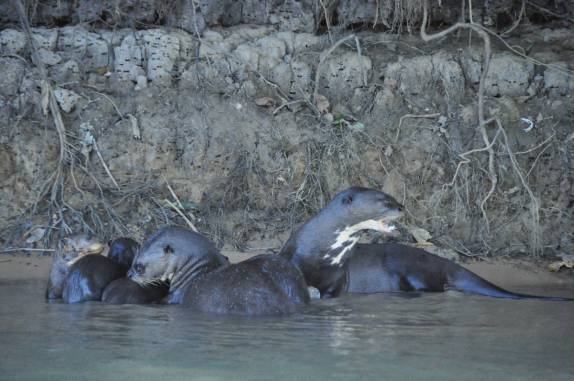 Família de ariranhas na orla do rio Cuiabá, região de Porto Jofre, no final da rodovia Transpantaneira, no Pantanal Norte, no Mato Grosso